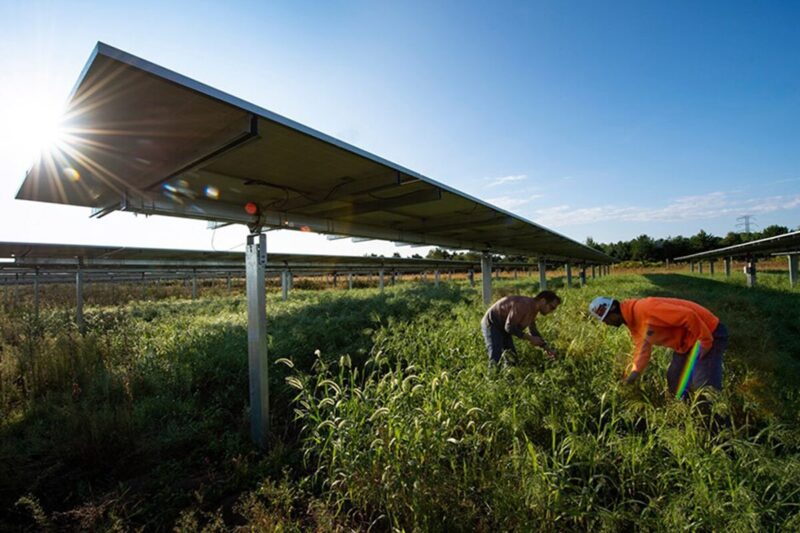 una-nueva-investigacion-encuentra-que-los-parques-solares-a-gran-escala-fomentan-la-biodiversidad