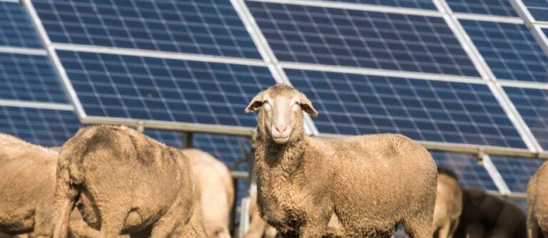 el-ipp-aleman-wpd-inicia-la-construccion-de-un-proyecto-solar-frances-de-140-mw