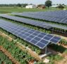 El potencial de la agrovoltaica en Suiza y sus desafíos