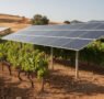 Los beneficios de la agrivoltaica en el cultivo de uvas