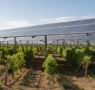 Sistemas agrivoltaicos de bajo perfil en la agricultura dominicana